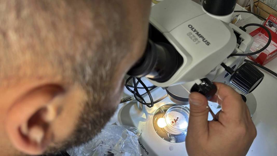 Bu mevsimde kamp yapanlar şimdi yandı: Sayısı hızla artıyor! Uzman isim uyardı, bunun şakası yok 12